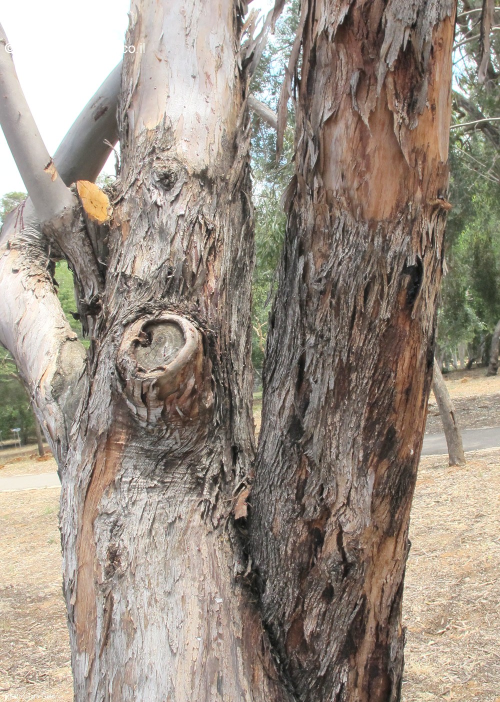 Eucalyptus  porosa